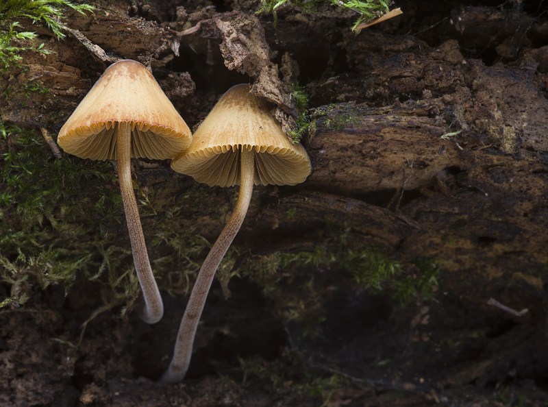 Conocybe subpubescens